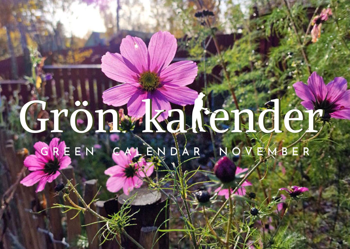 ǥ󡡥꡼󥫥sweden11Υǥ˥󥰡Autumn